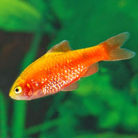 Red Glass Barb - Quantity of 3